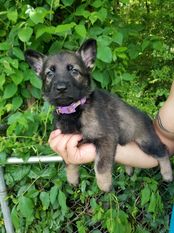 ToughDogs K9's Escha ToughDogs K9's Escha