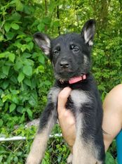 ToughDogs K9's Esthera ToughDogs K9's Esthera