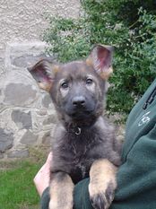 Conny z Malinovej Conny z Malinovej