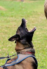 Brake Force Canina Brake Force Canina