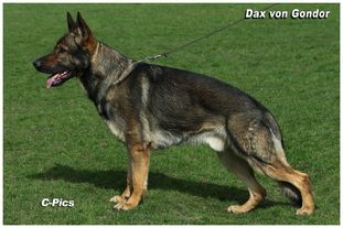 Dax von Gondor Dax von Gondor