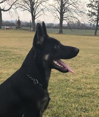 Rosso European K9 training base Rosso European K9 training base
