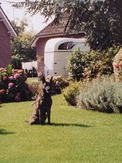Buddy van de Lobo Hoeve Buddy van de Lobo Hoeve