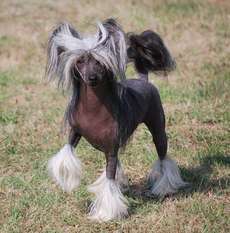 Little Dog Of Dream I'm A Beauty Little Dog Of Dream I'm A Beauty