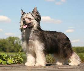 Dogland Happy Ulybka Fortuny Dogland Happy Ulybka Fortuny