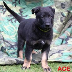 Ace von Charlie Oscar Ace von Charlie Oscar