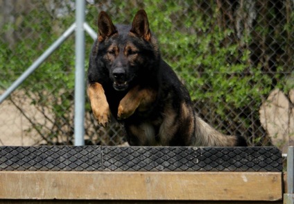 Madox vom Drumlin Wolf Madox vom Drumlin Wolf