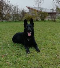 Acheron vom Jakobsfeld Acheron vom Jakobsfeld