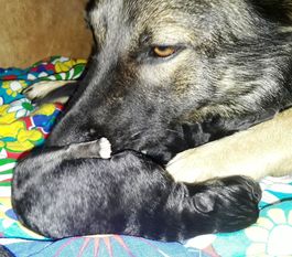 Juma aus der Wallapampa Juma aus der Wallapampa