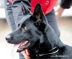 Attacke Canis Invictus Attacke Canis Invictus