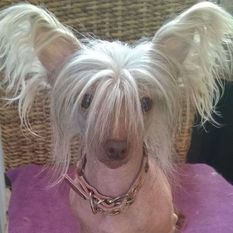 Be My Dog's Pinball Cha Cha Be My Dog's Pinball Cha Cha