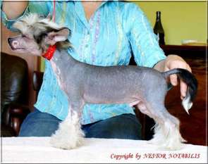 Gucio Nestor Notabilis Gucio Nestor Notabilis