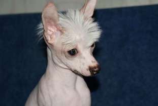Amadey Iz Vanil'nyh Snow Amadey Iz Vanil'nyh Snow