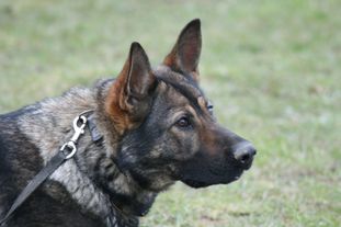Alexa vom bösem Blick Alexa vom bösem Blick