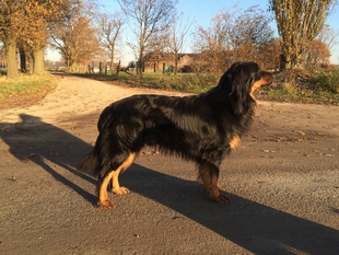 Harvey vom Pirloer Hof Harvey vom Pirloer Hof