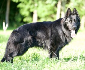 Cakko z Jirkova Dvora Cakko z Jirkova Dvora