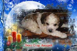 Lux Star Amadey Lux Star Amadey