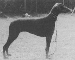 Picador Aase Picador Aase