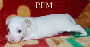 Crestyle Arthur The Great Ppm Crestyle Arthur The Great Ppm