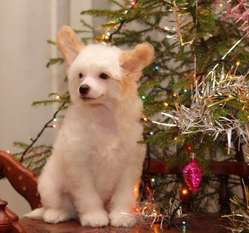 Orero Lovely Bonny Mischka Orero Lovely Bonny Mischka