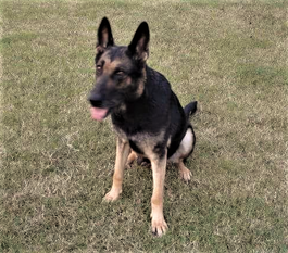 Greta (ROI 06/117331) Greta (ROI 06/117331)