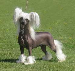 Twice As Nice Hellucination Twice As Nice Hellucination