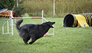Giya Black Runaway's de la Terre Sauvage Giya Black Runaway's de la Terre Sauvage