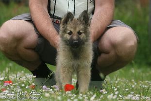 Brindle Wolf Storm Brindle Wolf Storm