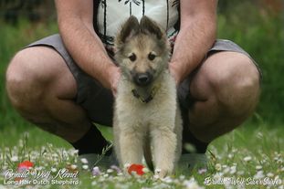 Brindle Wolf Silver Surfer Brindle Wolf Silver Surfer