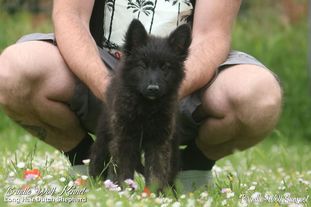 Brindle Wolf Sunspot Brindle Wolf Sunspot