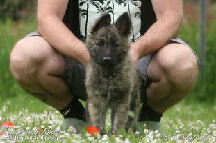 Brindle Wolf Starhawk Brindle Wolf Starhawk