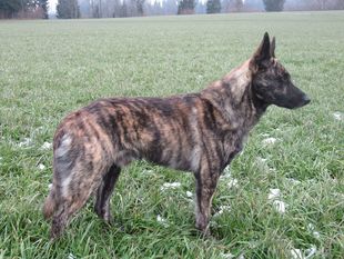 Monty de La Clairière de Corr Monty de La Clairière de Corr