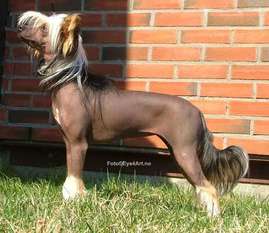 Furora Dog Land Furora Dog Land