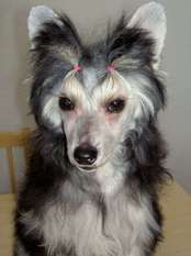 Dirty Dogs Leonora Dirty Dogs Leonora