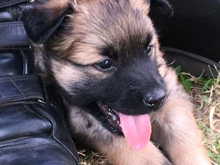 Chipsy vom Kiebitzbusch Chipsy vom Kiebitzbusch