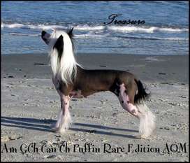Am Grch/can Ch Puffin Rare Edition Aom Am Grch/can Ch Puffin Rare Edition Aom