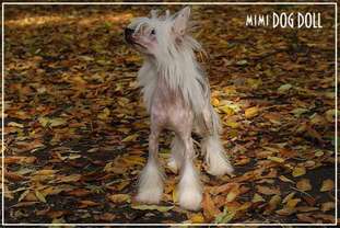 Olegro Katrin Smail For Mimi Dog Doll Olegro Katrin Smail For Mimi Dog Doll