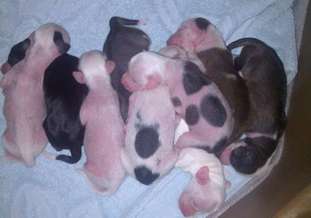 Wintales C Litter Wintales C Litter