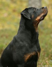 Rodog's Bracchium Rodog's Bracchium