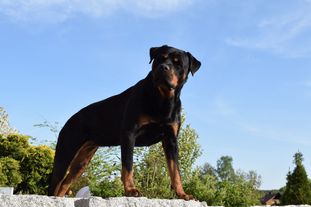 Ivy vom Glockenturm Ivy vom Glockenturm