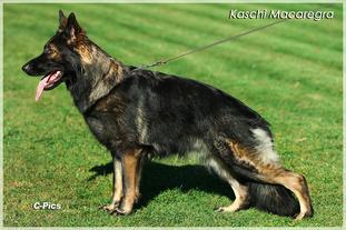 Kaschi Macaregra Kaschi Macaregra
