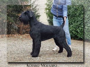 Kotaro Mousaro Kotaro Mousaro