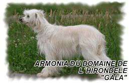 Armonia Du Domaine De L'hirondelle Armonia Du Domaine De L'hirondelle