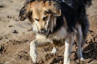 Sina (Hambüchen) Sina (Hambüchen)