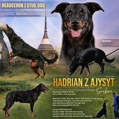 Hadrian z Ajysyt Hadrian z Ajysyt