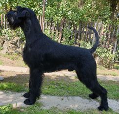 Taurus Tarr Goldest Danubius Taurus Tarr Goldest Danubius