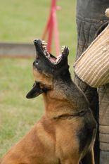working-dog Brixius working-dog Brixius