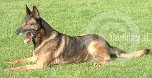 Tessa (Peeters) Tessa (Peeters)