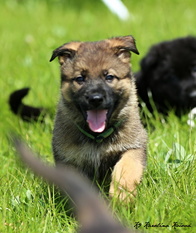 Indigo European K9 training base Indigo European K9 training base