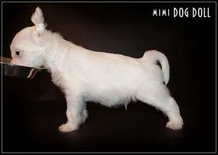 Mimi Dog Doll Clansman Mimi Dog Doll Clansman